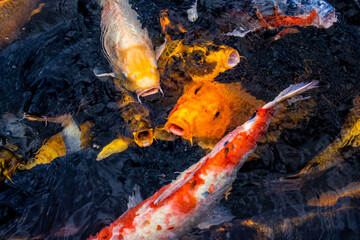 Multicoloured Koi carp, hungry around feeding time