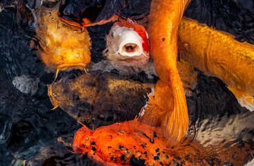Koi carp in various colours around feeding time with mouths open
