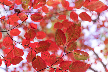 Fototapeta premium 真っ赤に紅葉した葉っぱ