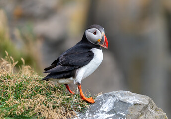 The Atlantic puffin, also known as the common puffin