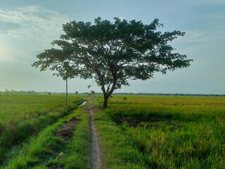 Fototapeta na wymiar tree on a ricefield