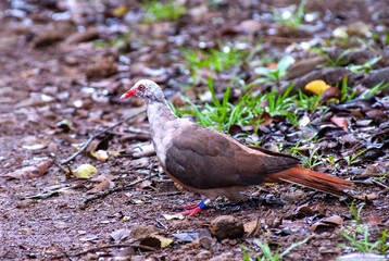 Pink Pigeon, Streptopelia mayeri
