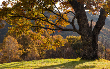 光輝くコナラの木　秋の開田高原