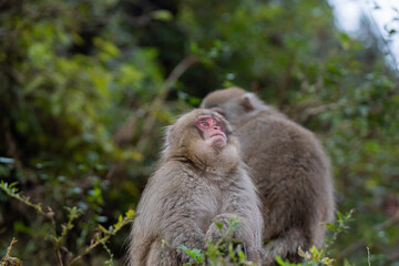 見つめるニホンザル　地獄谷野猿公苑