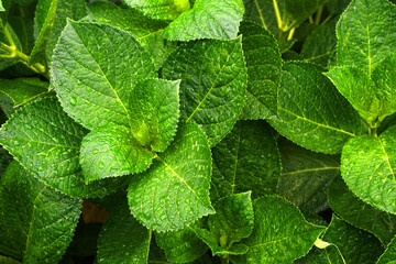 Closeup Green leaf of Hydrangea plant with raindrops texture background at bana hill danang vietnam - Tropical leaf backdrop and beautiful detail