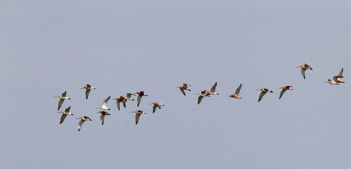 Bar-tailed Godwit, Limosa lapponica