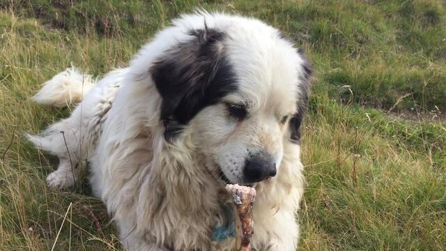 Montagne des Pyr&eacute;n&eacute;es (chien) en train de manger un os (une patte de mouton) dans les Alpes