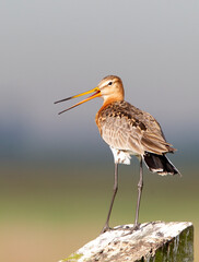 Black-tailed Godwit, Limosa limosa