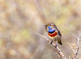 White-spotted Bluethroat, Luscinia svecica