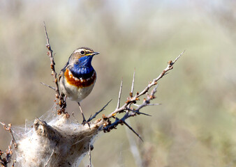 White-spotted Bluethroat, Luscinia svecica