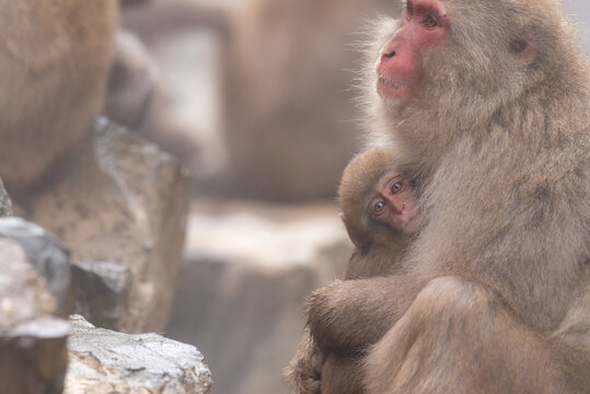母親に抱き着くニホンザルの赤ちゃん　地獄谷野猿公苑
