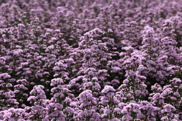 Marguerite flowers on a natural floral background. Beautiful flower in the garden