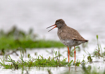 Common Redshank, Tringa totanus