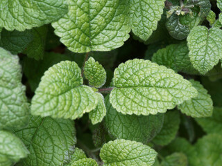 (Mentha spicata) Menthe verte ou crépue à feuilles ovales-lancéolées vert profond et dentées très aromatiques sur tiges glabres et poilues
