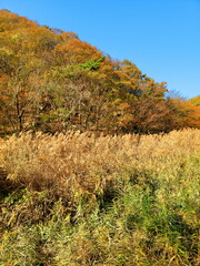 Fototapeta premium autumn mountains and silver grass