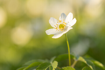 Beautiful and gentle spring flower in late afternoon light. Macro, close up photo of this very common flower that can be found around creeks, rivers and wet meadows. Anemone is beautiful spring flower