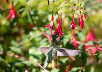 humming bird is eating honey from red flowers