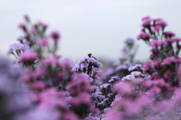 Lila Marguerite-Blumen auf einem natürlichen Blumenhintergrund. Schöne Blume im Garten © Pakkapol