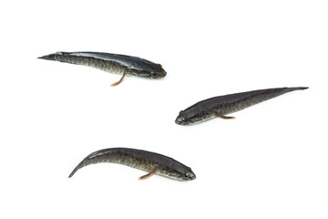 Channa striata on white background.