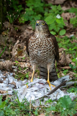 Eurasian Sparrowhawk, Accipiter nisus