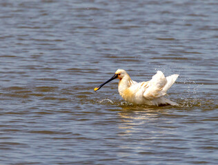 Eurasian Spoonbill, Platalea leucorodia