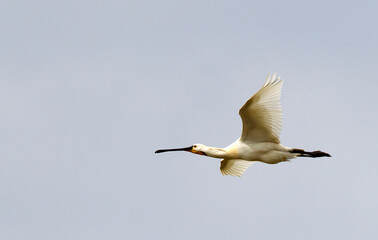 Eurasian Spoonbill, Platalea leucorodia