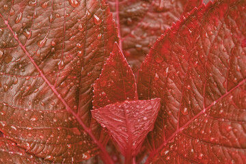 Macro Red leaf of Hydrangea plant with raindrops texture background at bana hill danang vietnam , Tropical leaf backdrop and beautiful detail