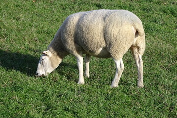 Obraz na płótnie Canvas Großes Schaf auf der Weide