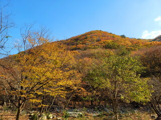 Naklejka premium autumn in the mountains
