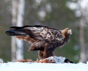 Golden Eagle, Aquila chrysaetos