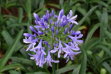 Flower scene of Lily of the Nile or Blue Agapanthus is the only genus in the subfamily Agapanthoideae of the flowering plant family Amaryllidaceae in the garden.