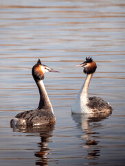 Great Crested Grebe, Podiceps cristatus