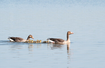 Greylag Goose, Anser anser