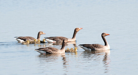 Greylag Goose, Anser anser