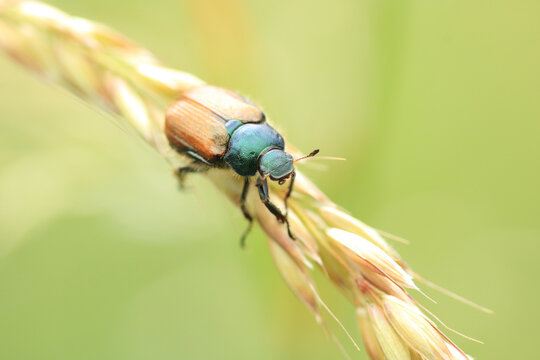 Macro shot of a Phyllopertha horticola a species of beetle sitting on a plant