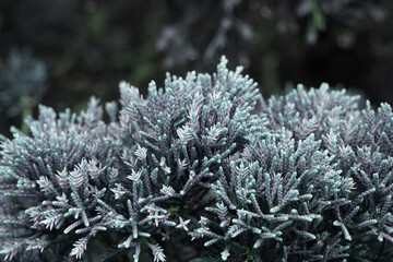 Closeup pine tree - nature in the garden at bana hill danang vietnam - Floral backdrop and beautiful detail