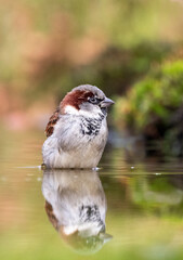 House Sparrow, Passer domesticus