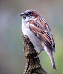 House Sparrow, Passer domesticus