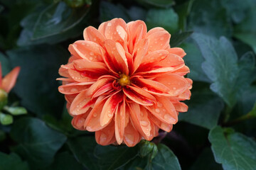Closeup Top view of Blooming Orange dahlia Flower in the garden of bana hill , danang , vietnam - Floral backdrop and beautiful detail