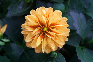 Closeup Top view of Blooming Yellow dahlia Flower in the garden of bana hill , danang , vietnam