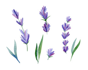 Fototapeta na wymiar Lavender flowers isolated on white background. Watercolor botanical illustration.
