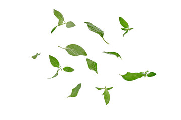 Fototapeta premium Basil (Ocimum basilicum) leaves are flying in white background. Real shoot