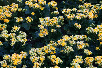 Obraz premium Yellow flowers blooming in the garden at Bana Hill at Danang Vietnam 