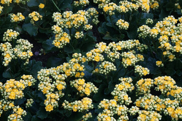 Yellow flowers blooming in the garden at Bana Hill at Danang Vietnam 