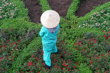 Vietnamese Flower gardeners take care the  Flowers in garden of Ba na hill Danang, Vietnam