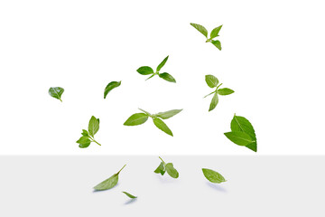 Basil (Ocimum basilicum) leaves are flying in white background. Real shoot