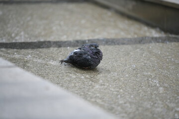 Pigeon is taking a bath in a street fountain 