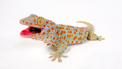 Tokay gecko / Tokeh, Tokee (Gekko gecko) 