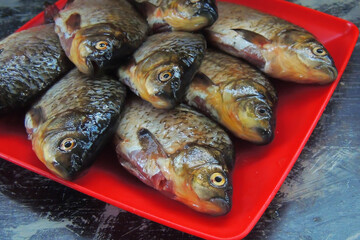 fresh fish carp