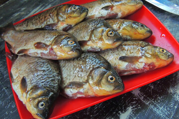 fresh fish carp
